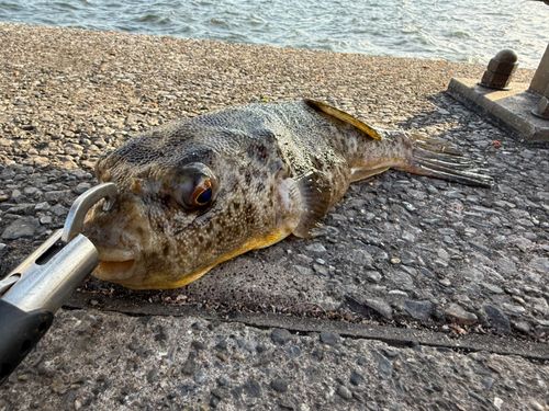 アカメフグの釣果