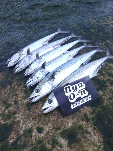 サゴシの釣果