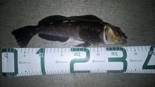 アイナメの釣果