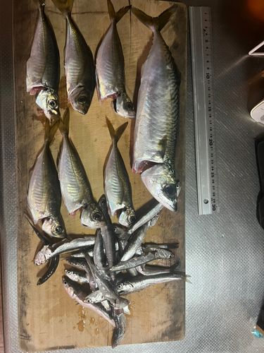 アジの釣果