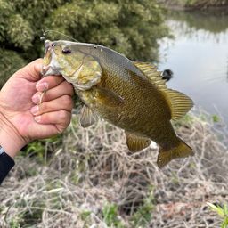 スモールマウスバス