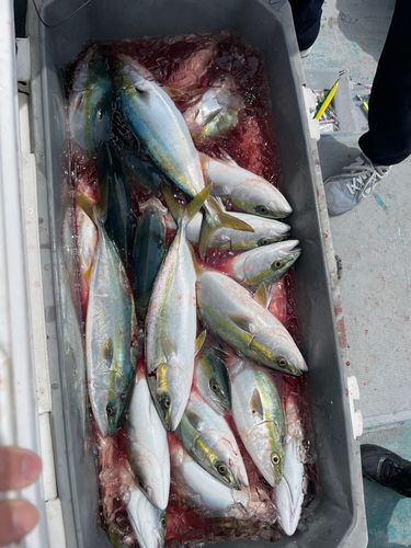ハマチの釣果