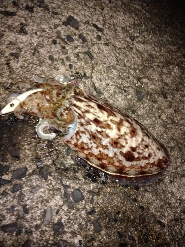 コウイカの釣果
