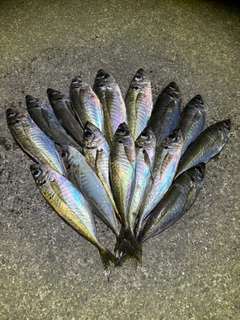 アジの釣果