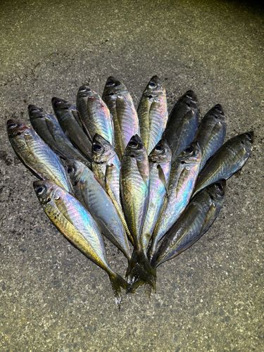 アジの釣果