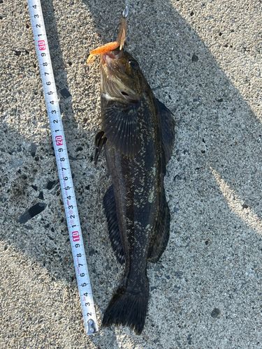 アイナメの釣果