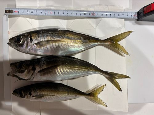 アジの釣果