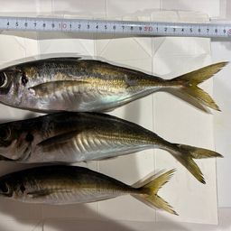 アジ
