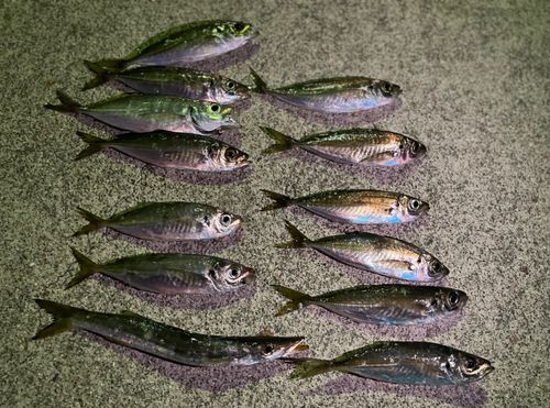 アジの釣果