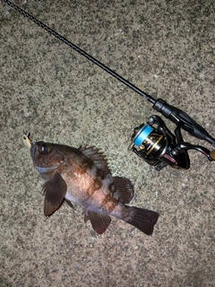 メバルの釣果