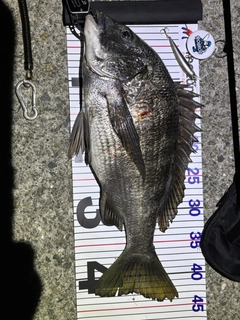 チヌの釣果