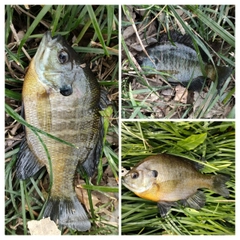 ブルーギルの釣果