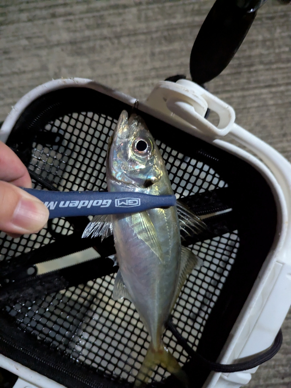 AD5-S582L/AJI 鯵道5G アジング | ロッド,5Gシリーズ,鯵道5G