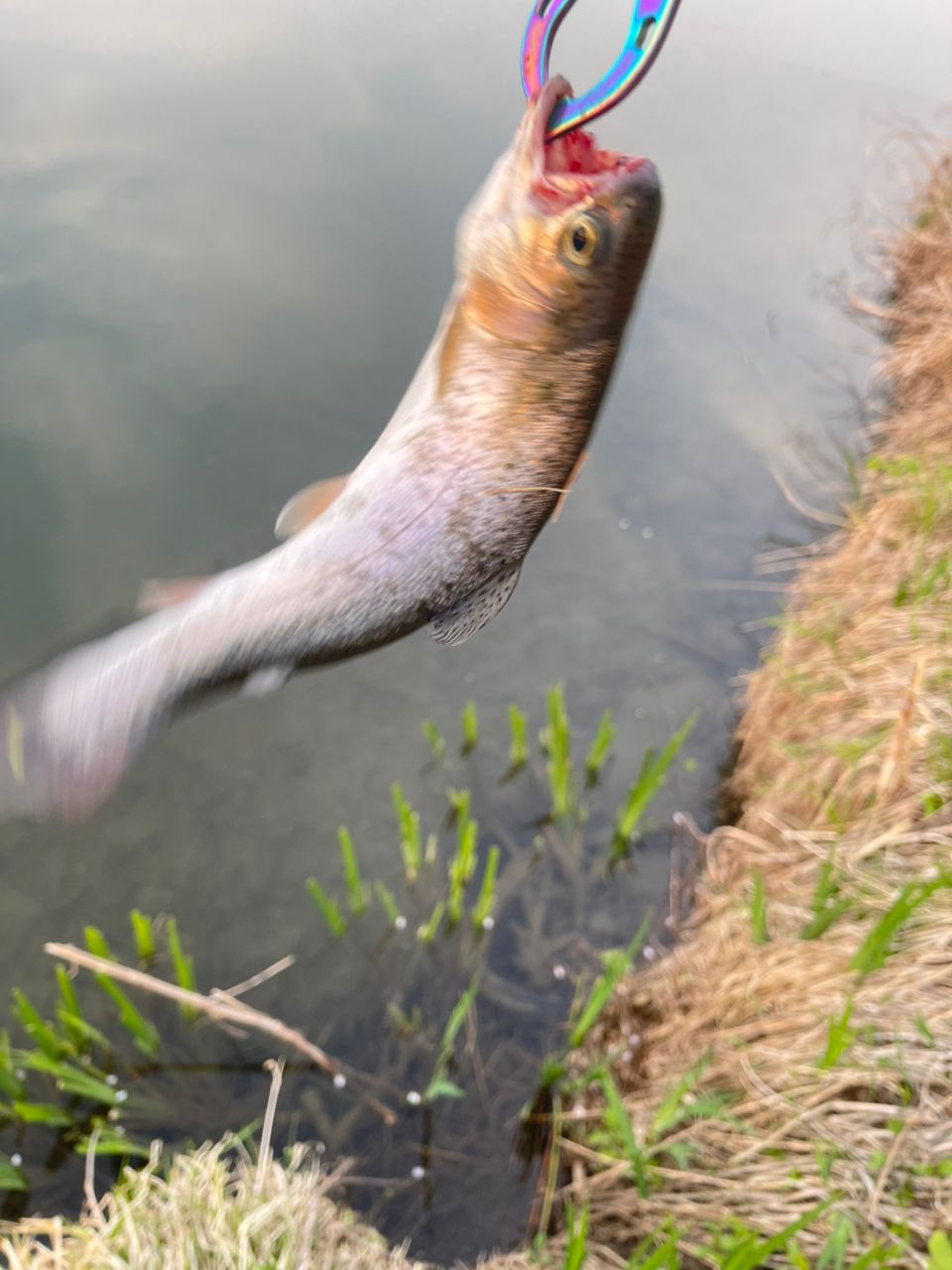 レインボートラウト