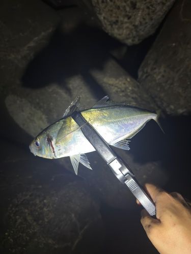 釣果