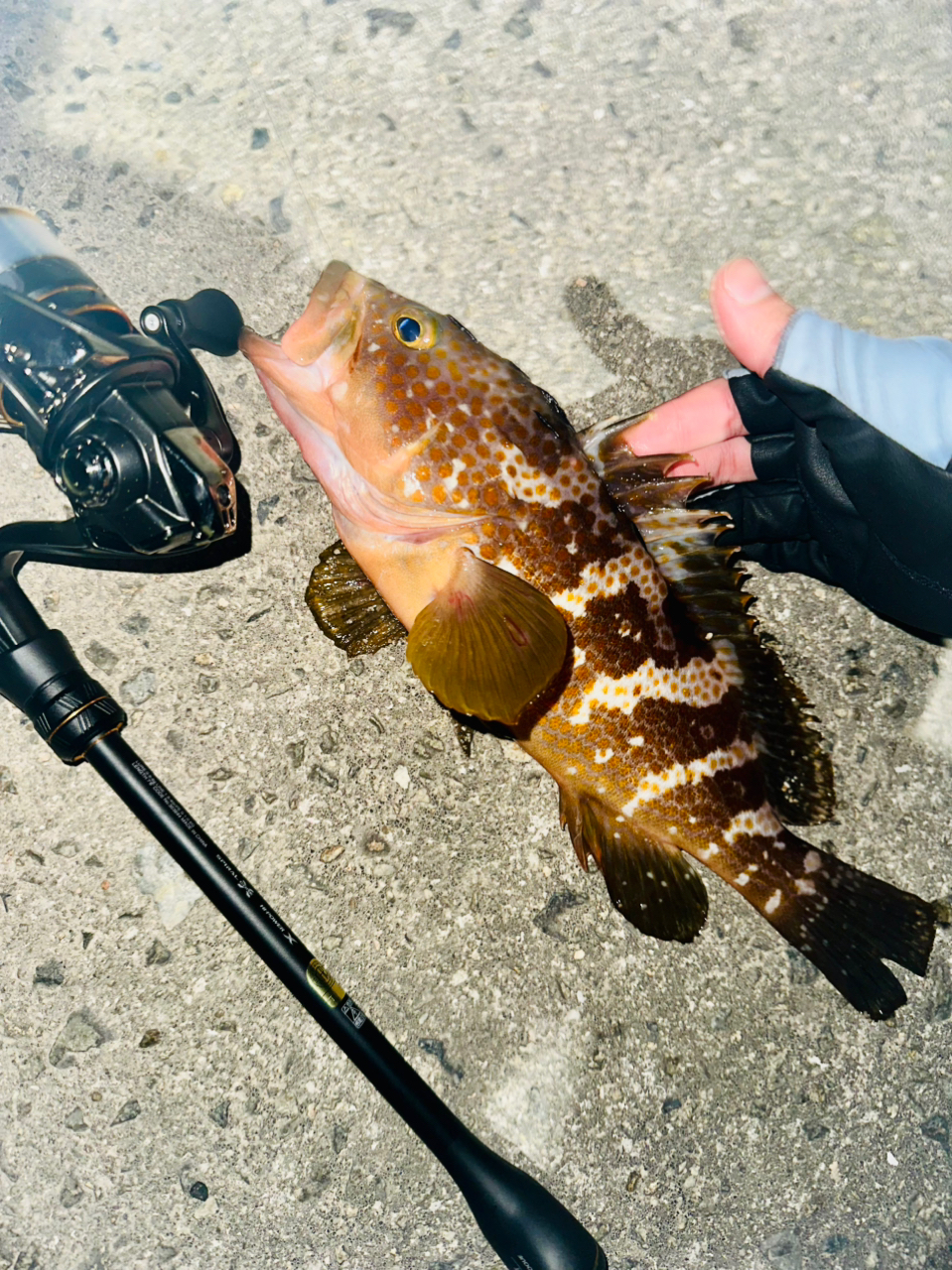 SHIMANO 22ソアレ XR C2000SSHGの最安値・インプレ・釣果 | 本音