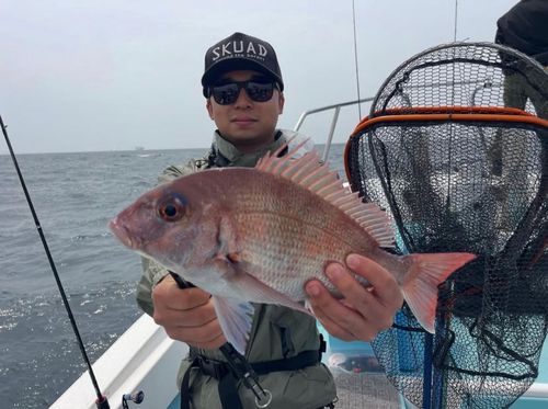 マダイの釣果