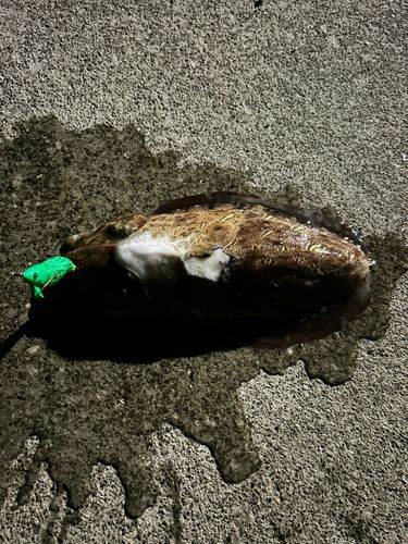 コウイカの釣果