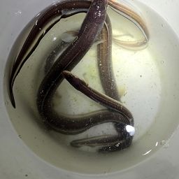 アナゴ