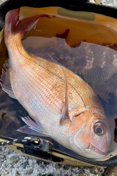 マダイの釣果