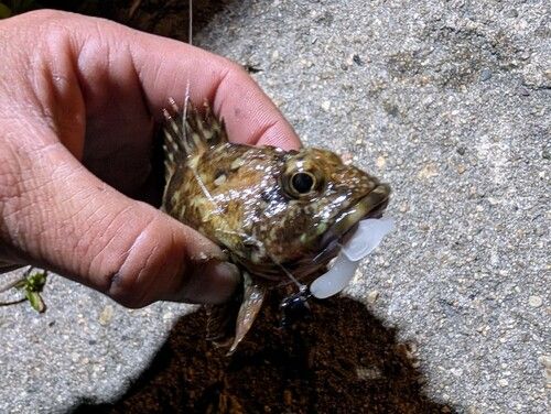 カサゴの釣果