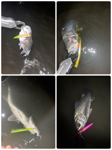 シーバスの釣果