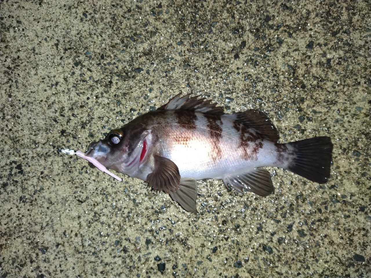 DAIWA 20月下美人 メバルモデル 76L-Tの最安値・インプレ・釣果