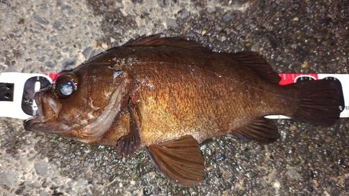 メバルの釣果