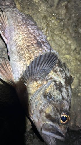 ソイの釣果