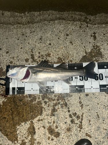シーバスの釣果