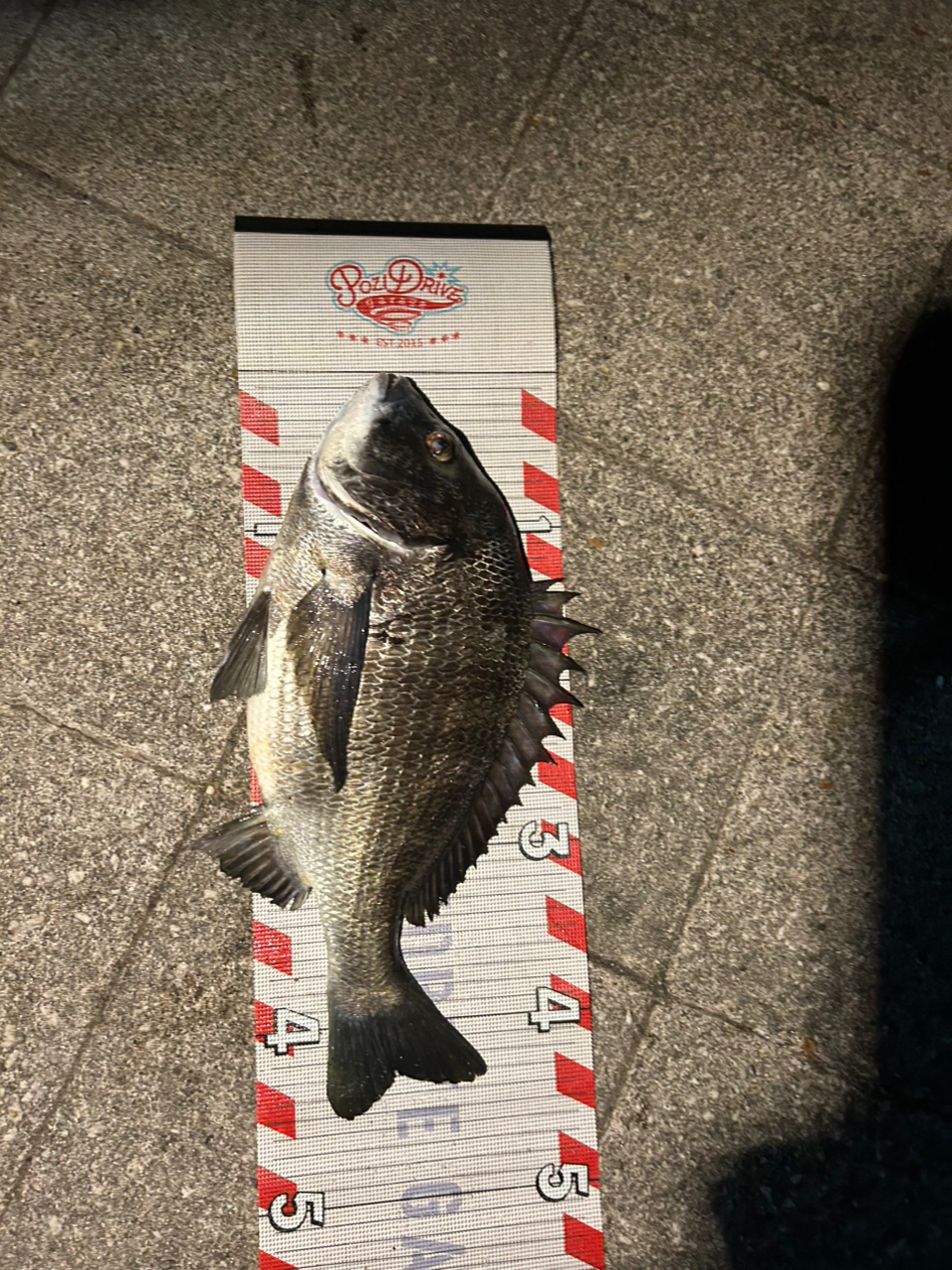 SHIMANO 23ディアルーナ S90MLの最安値・インプレ・釣果 | 本音
