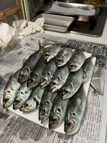 アジの釣果