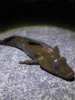 アイナメの釣果