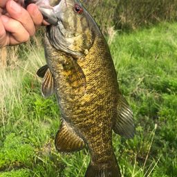 スモールマウスバス