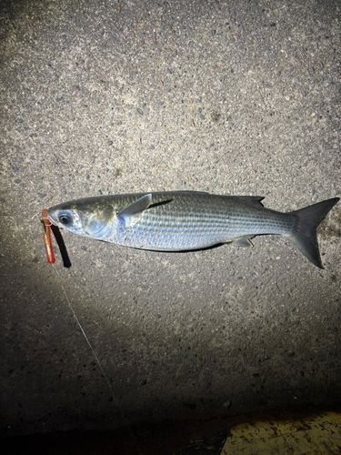 ボラの釣果