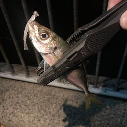 アジ
