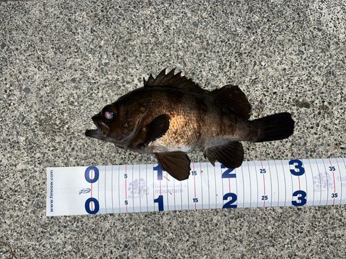 メバルの釣果