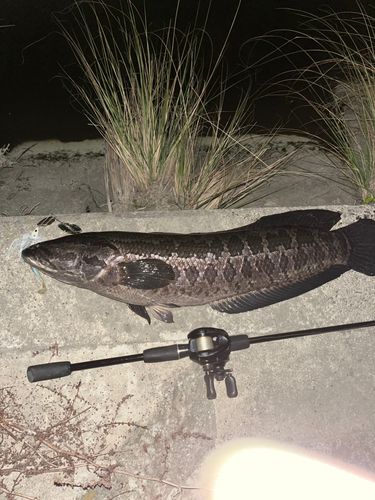 タイワンドジョウの釣果