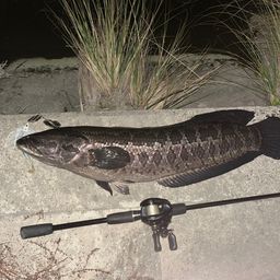 タイワンドジョウ