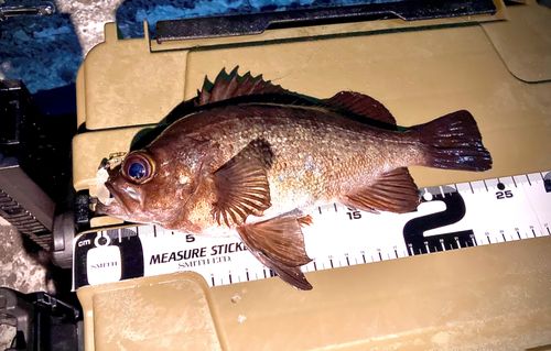 アカメバルの釣果