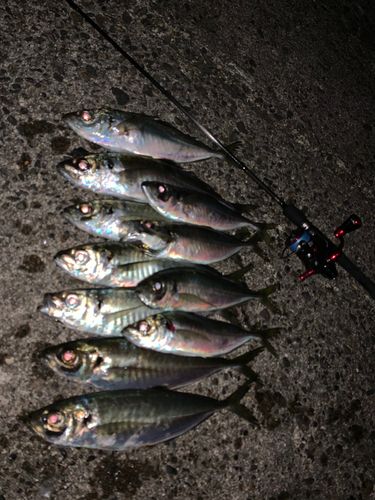 アジの釣果