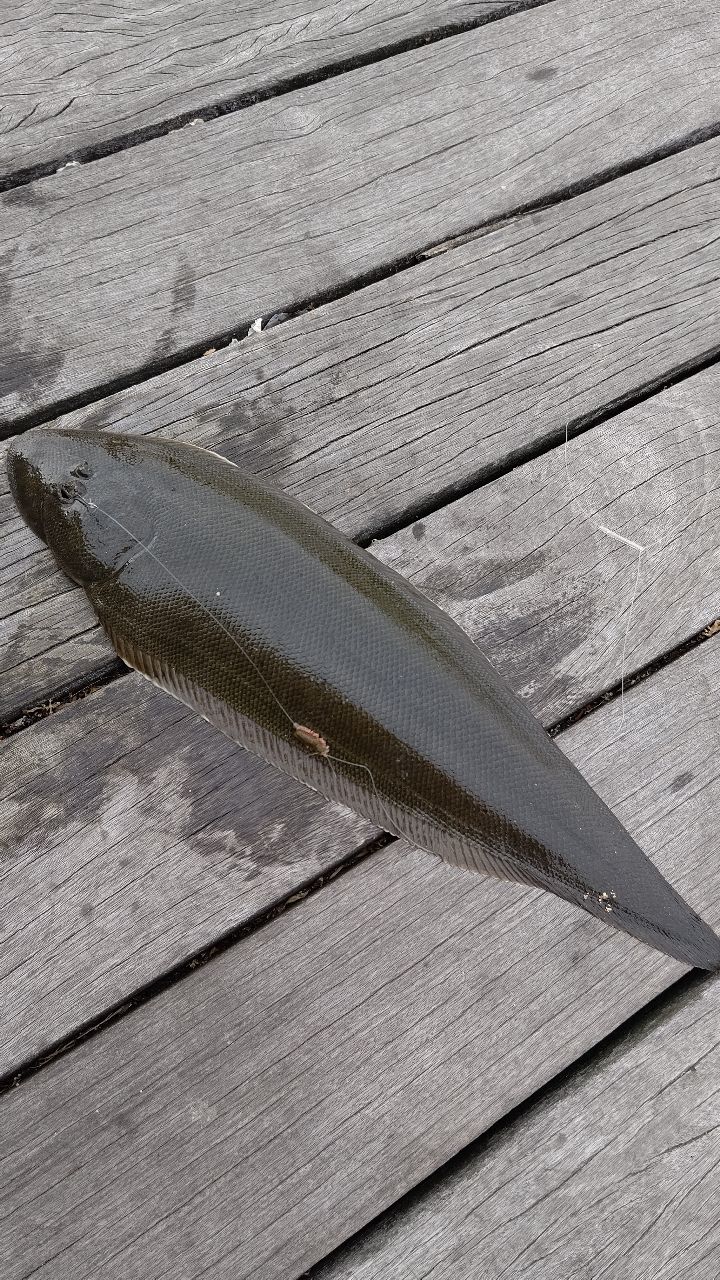 クロウシノシタ