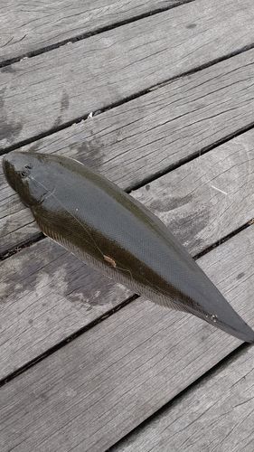 クロウシノシタ