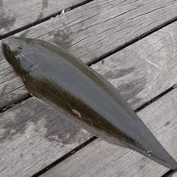 クロウシノシタ