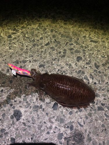 コウイカの釣果