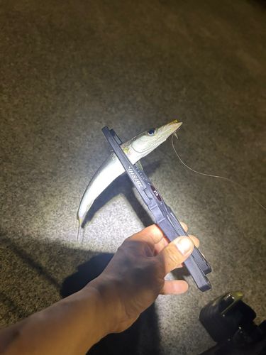 カマスの釣果
