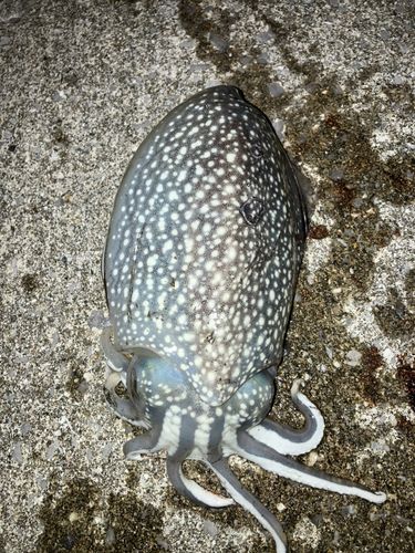 シリヤケイカの釣果