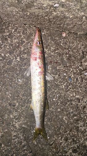 カマスの釣果