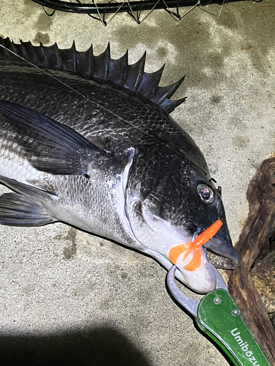 SHIMANO 24カルカッタコンクエスト シャローエディション 31HGの