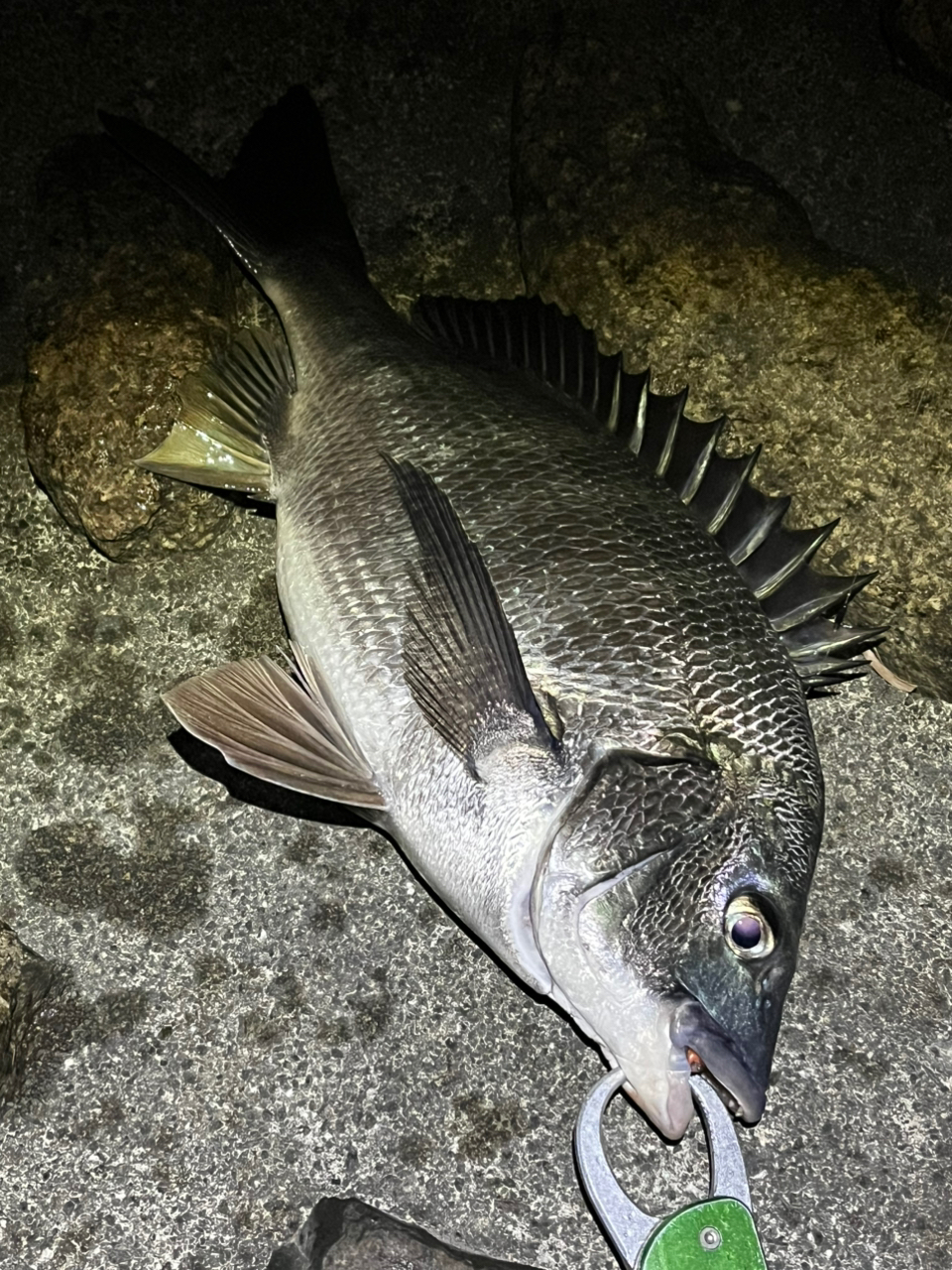 SHIMANO 24カルカッタコンクエスト シャローエディション 31HGの